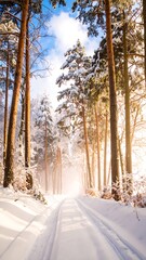 Snowy forest path