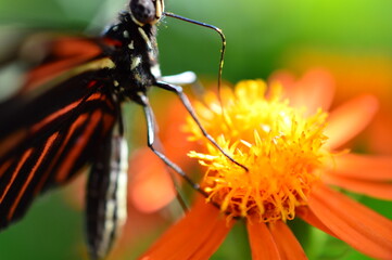 butterfly on flower