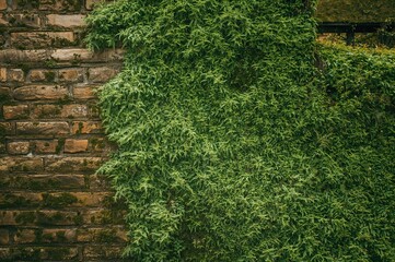 Ancient masonry enveloped by vibrant green moss under gentle daylight