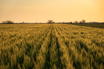 Campo de Trigo en el sudeste cordob&eacute;s, junto a un cultivo de ma&iacute;z emergido