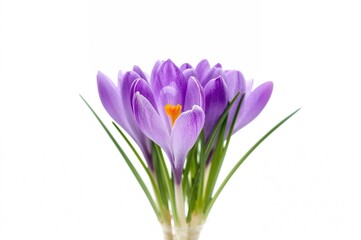 Fototapeta premium Cluster of violet crocus flowers set against a plain white backdrop