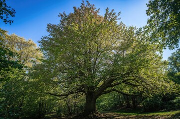 Obraz premium Sunlit tree on a bright summer afternoon