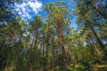 Fototapeta premium Pine trees stretching beneath a clear blue sky