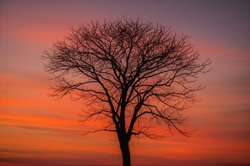 Fototapeta premium Silhouetted tree against a twilight backdrop