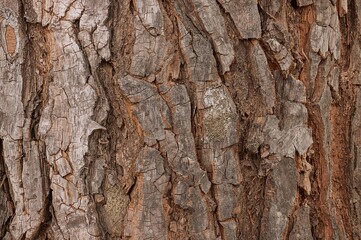 Fototapeta premium Background featuring the texture of tree bark