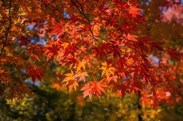 Autumn foliage of a trifoliate maple. A deciduous species tolerant to urban pollution, commonly planted along streets, in parks, and cultivated as bonsai.