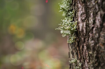 Obraz premium Close-up of tree bark covered with green lichen in a blurred background