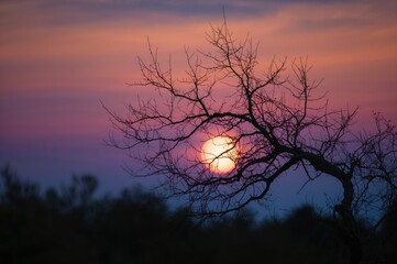 Silhouette of a tree limb against a glowing full moon at dusk