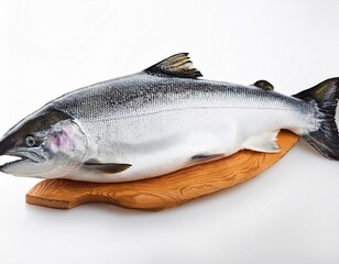big chinook or king salmon isolated on white