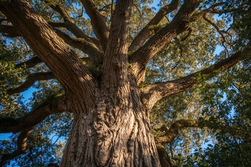 Fototapeta premium Trunk and bark details of the co-winner live oak in a park close to Gainesville