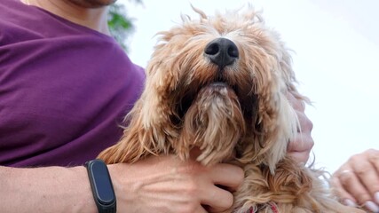 A man hugs a curly-haired brown goldendoodle or kawapoo dog in summer outdoor