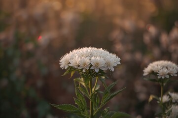 Mature white ammi against a soft-focused natural backdrop during dusk