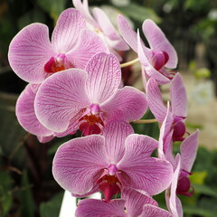 A close-up of bright pink flowers.