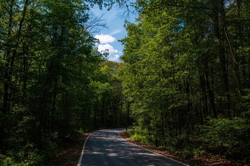 Fototapeta premium Pathway through dense woodland