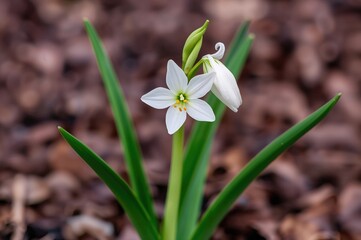 Fototapeta premium Blooming of the early spring snowflake flower