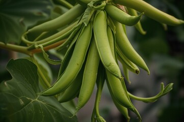 Fototapeta premium Traditional Italian Style Beans