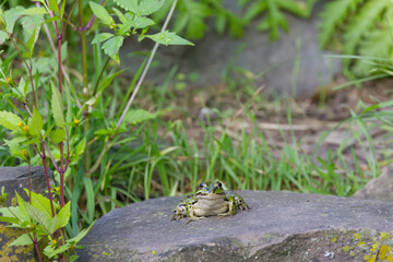 Water frog on a rock next to green pond plants, green green frog on a wide stone next to the pond, reeds and pond plants, Pelophylax