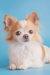 Chihuahua dog with long hair. Chihuahua white with red on a blue background.