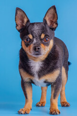 Chihuahua dog standing on a blue background.