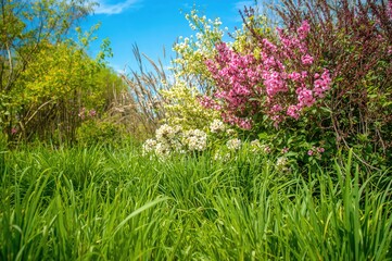 Fototapeta premium In a verdant garden, the bright green lawn provided a backdrop for the classic floral pattern of blooming pink blossoms, creating a splash of color and a hint of reminiscence
