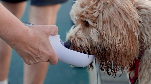 Curly brown dog drinks from portable drinker outside
