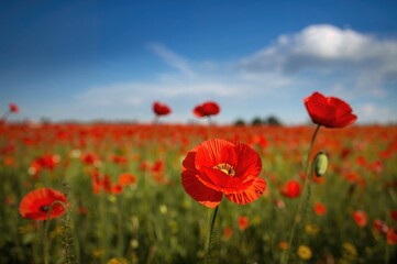Crimson Poppy Blossoms
