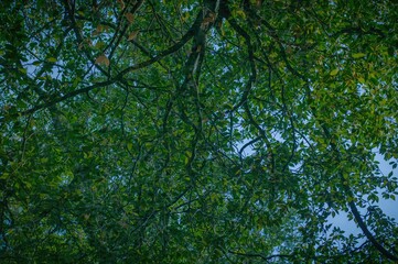 Fototapeta premium Mirror Image of a Tree with Leaves