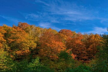 Fototapeta premium A scenic vista featuring a bright blue sky and a forest adorned with multicolored fall foliage