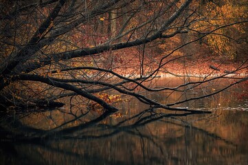 Autumn scene showing leafless tree branches mirrored on a water surface
