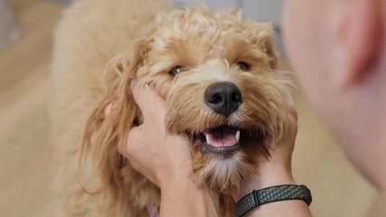 A man strokes an adorable curly-haired brown labradoodle or goldendoodle dog in the kitchen at home