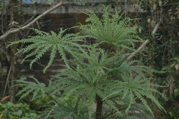 Obraz premium Polyscias guilfoylei: A Tropical Shrub with Stiff Branches Ideal for Bonsai
