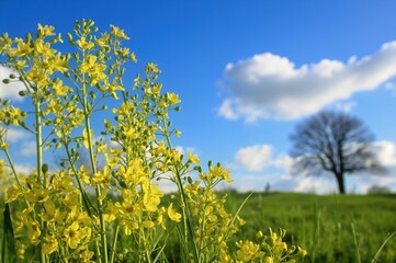 Fototapeta premium Bright yellow blossoms set against a clear blue backdrop