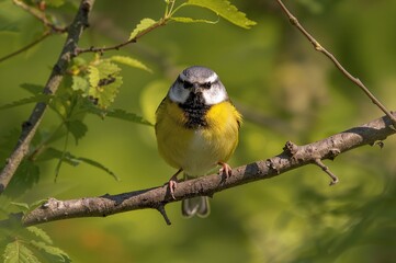 Obraz premium Yellow-rumped warbler perched on a branch looking at the camera