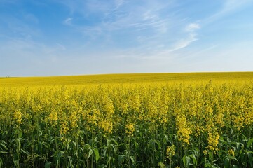 Fototapeta premium Spring and summer landscape with a yellow rapeseed field beneath the sky
