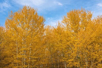 Golden foliage under a clear autumn sky, natural woodland scenery with sunlit leaves