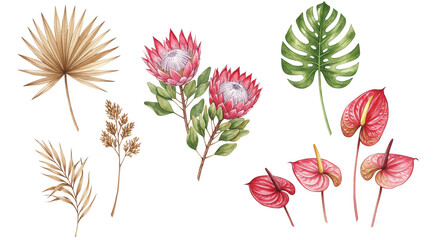 Fern leaves, protea flowers, anthurium on a transparent background.