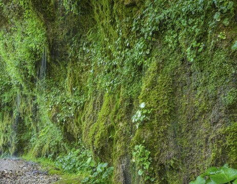 Naturschauspiel Rinnende Mauer am Steyr Fluss, Molln, Ober&ouml;sterreich, &Ouml;sterreich