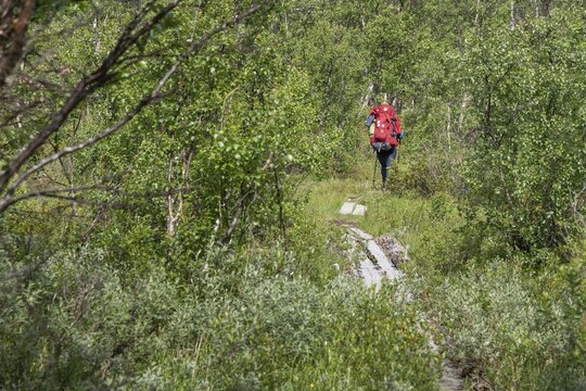 Pilger mit rotem Rucksack auf einem durch Holzplanken befestigen Weg, der &uuml;ber das Fjell f&uuml;hrt und durch ein W&auml;ldchen f&uuml;hrt, bew&ouml;lkter Himmel, Pilgerweg Olavsweg, Olavsleden oder Pilgrimsleden, Dovrefjell, Norwegen