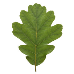 白い背景に分離された緑のオークの葉