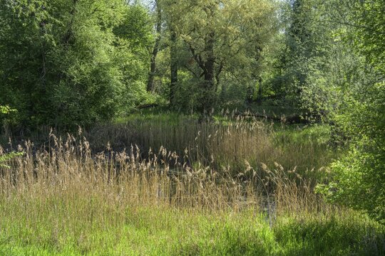 River Aulandschaft, G&ouml;tzinger Achen, Tittmoning, Bavaria, Germany