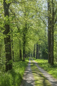 Field path in the floodplain of the G&ouml;tzinger Achen, Tittmoning, Bavaria, Germany
