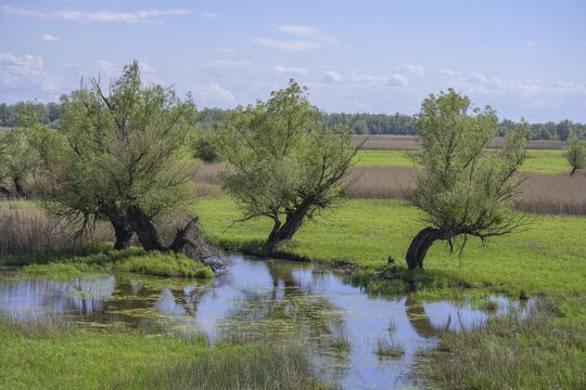 Oxbow lake and marshland with trees in Kopacki Rit nature park Park, Kopačevo, Osijek-Baranja County, Croatia