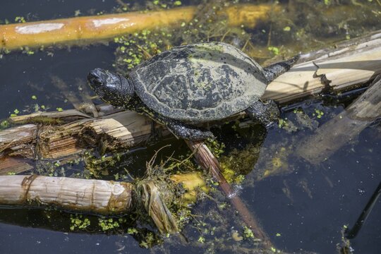 European pond turtle (Emys orbicularis) in Kopacki Rit nature park Park, Kopačevo, Osijek-Baranja County, Croatia