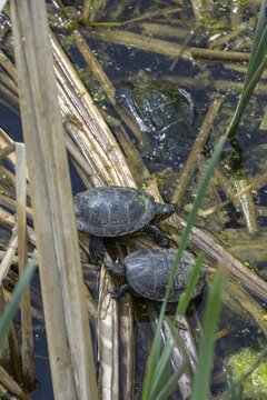 European pond turtle (Emys orbicularis) in Kopacki Rit nature park Park, Kopačevo, Osijek-Baranja County, Croatia
