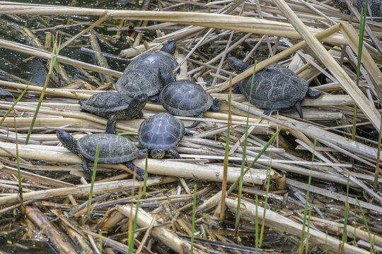 European pond turtle (Emys orbicularis) in Kopacki Rit nature park Park, Kopačevo, Osijek-Baranja County, Croatia