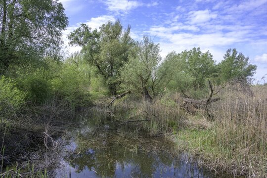 Oxbow lake with alluvial forest in Kopacki Rit nature park Park, Kopačevo, Osijek-Baranja County, Croatia