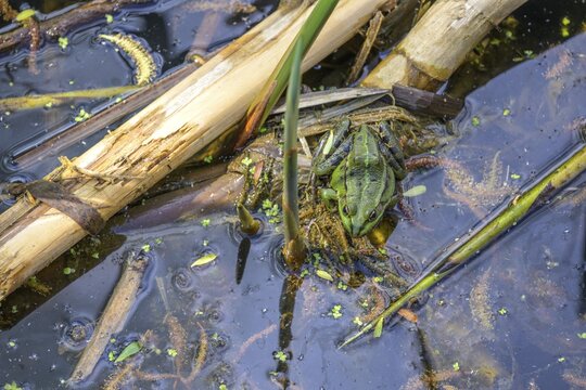 Edible Frog (Pelophylax cl. esculentus) in Kopacki Rit nature park Park, Kopačevo, Osijek-Baranja County, Croatia