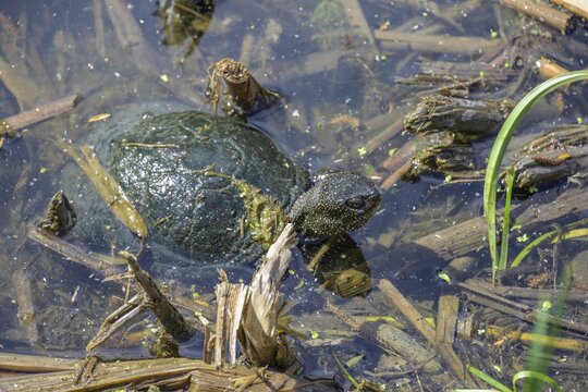 European pond turtle (Emys orbicularis) in Kopacki Rit nature park Park, Kopačevo, Osijek-Baranja County, Croatia