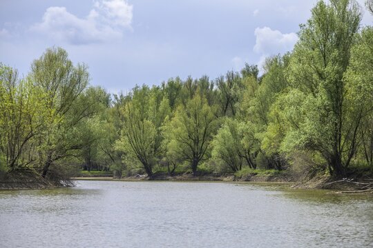 Boat tour through the oxbow lake in Kopacki Rit nature park Park, Kopačevo, Osijek-Baranja County, Croatia