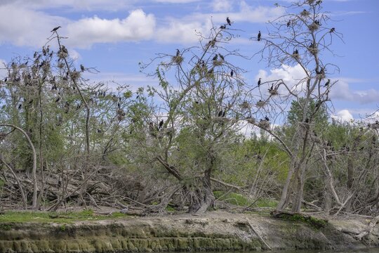 Colony of cormorants (Phalacrocorax carbo) on trees in Kopacki Rit nature park Park, Kopačevo, Osijek-Baranja County, Croatia